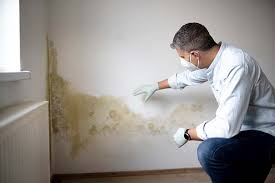 Reliable Estancia, NM Mold Prevention & Removal  Solutions